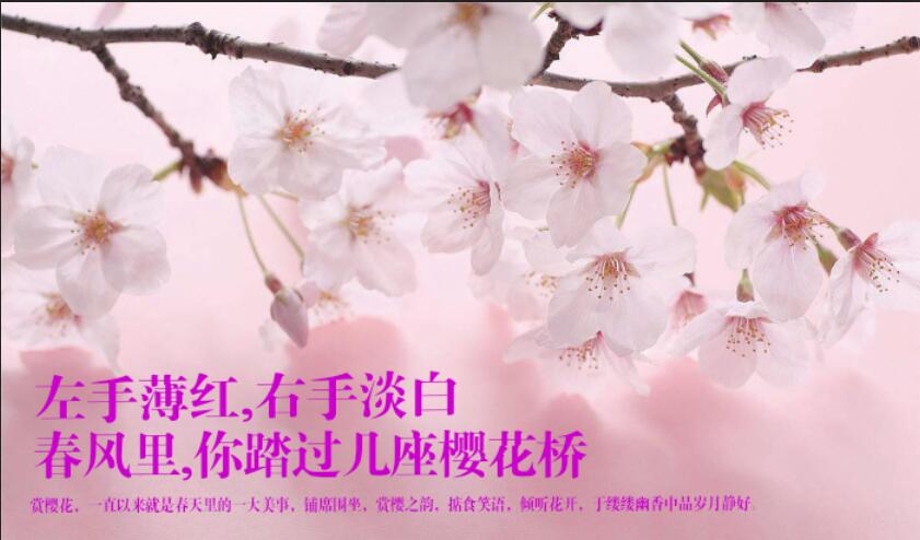 左手薄红，右手淡白 春风里，你踏过几座樱花桥